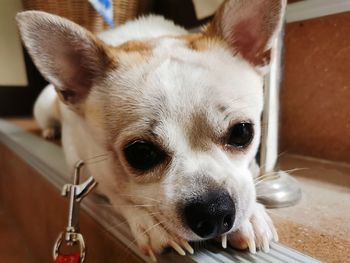 Close-up portrait of a dog at home