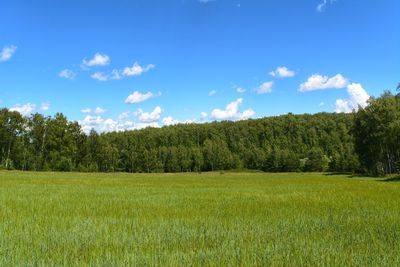 Scenic view of grassy field against sky