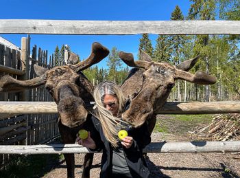 Woman feeding moose at farm against sky