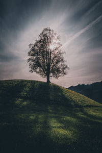 Tree on field against sky