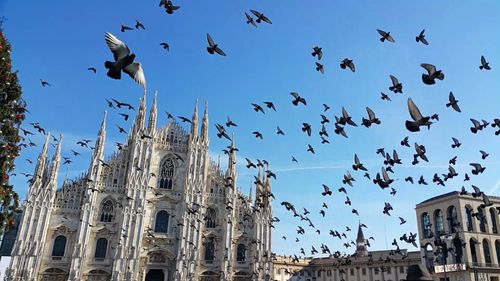 Low angle view of birds flying against sky