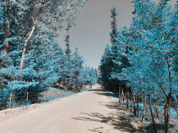 Road amidst trees against sky during winter