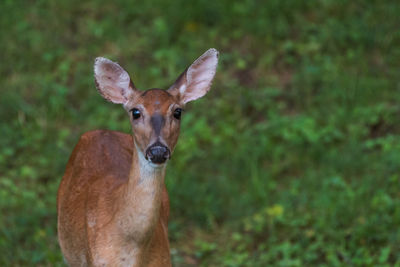 Portrait of deer standing on field