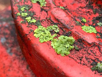 High angle view of red leaf on table