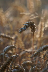 Close-up of plant