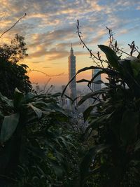 Close-up of plants against sky at sunset