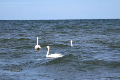 Swans swimming in sea