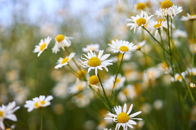 Close-up of white daisy flowers