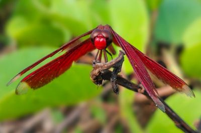 Close-up of insect on flower