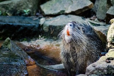 Close-up of sheep on rock