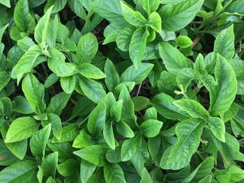 Full frame shot of green leaves