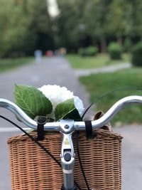 Close-up of flowers in bicycle basket on footpath at park