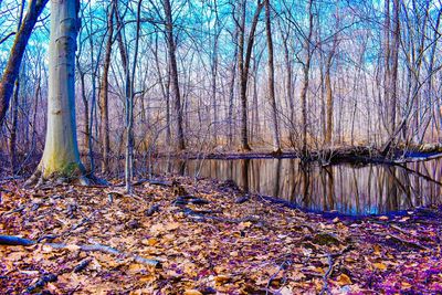 Bare trees in forest during autumn