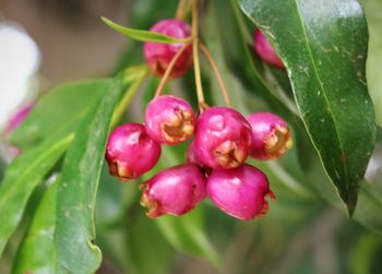 Close-up of pink flowers