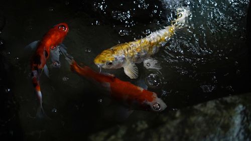 Close-up of koi fish in water