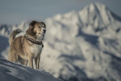 Close-up of dog looking away