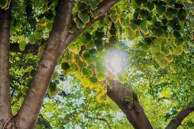 Low angle view of tree