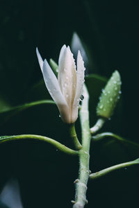 Close-up of wet white flower against black background