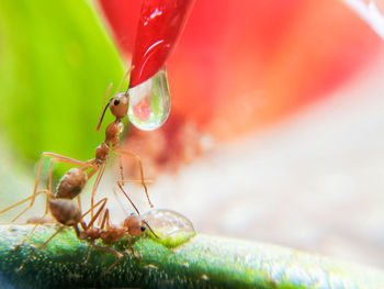Close-up of ant