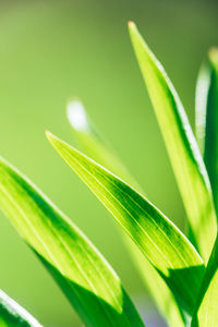 Close-up of fresh green leaves