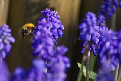 Close-up of bee pollinating on lavender