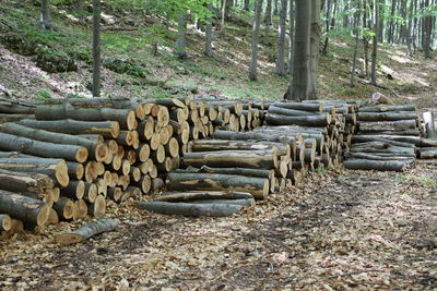 Stack of logs in forest