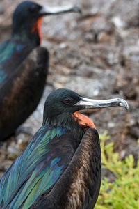 Close-up of bird perching on a tree