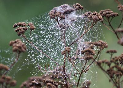 Close-up of spider web on plant