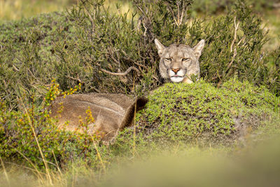 Portrait of cat on field