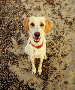 Portrait of dog