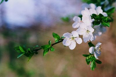 Close-up of white flowers