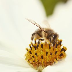 Close-up of bee pollinating on flower