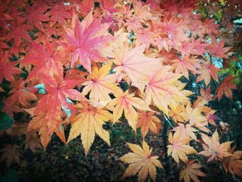 Close-up of maple leaves