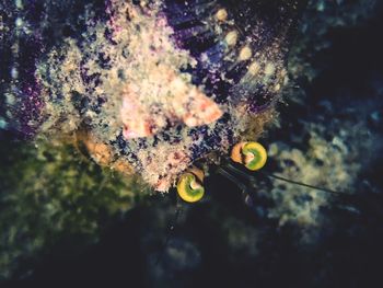Close-up of fish swimming underwater