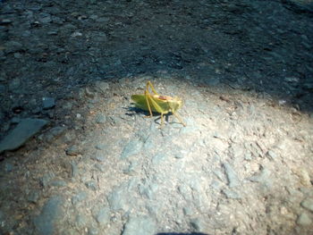 High angle view of insect on rock