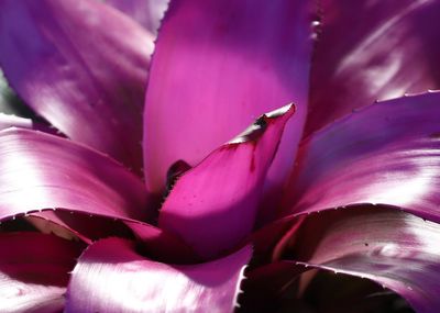 Close-up of pink flower blooming outdoors