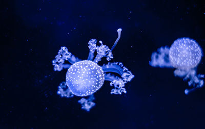 Close-up of jellyfish swimming in sea