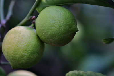 Close-up of fruits on tree