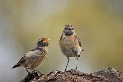 Close-up of bird perching on rock