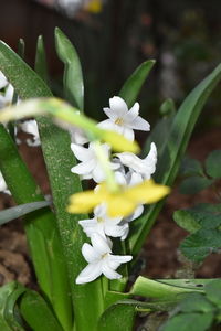 Close-up of white flowering plant