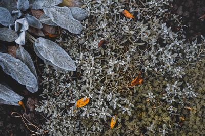 High angle view of plants during autumn