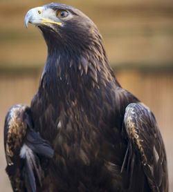 Close-up of eagle