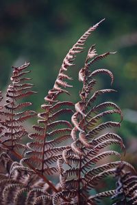 The ferns plants