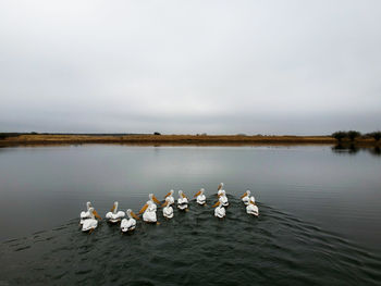 Swans swimming in lake against sky