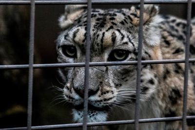 Portrait of cat in cage at zoo