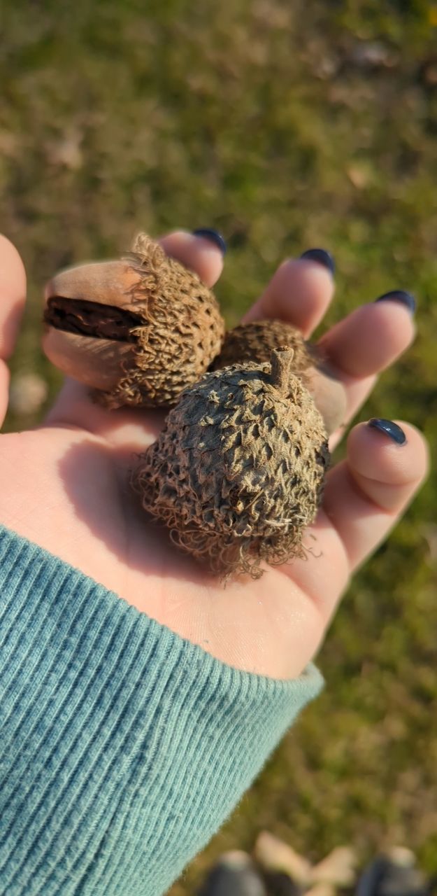 hand, holding, one person, leaf, food and drink, food, tree, focus on foreground, close-up, flower, day, plant, nature, adult, outdoors, healthy eating, produce, freshness, wellbeing, conifer cone, lifestyles, leisure activity, green, women, fruit, macro photography