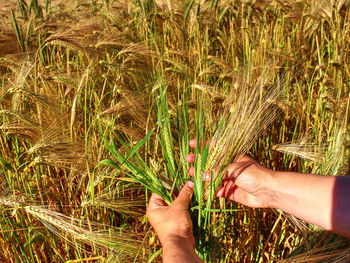 Farmer hand gently touching ear of barley to observe progress and maturation of grain in cereal crop