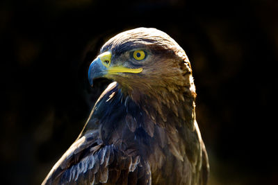 Close-up of golden eagle