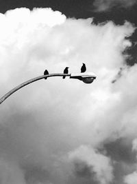 Low angle view of birds perching on tree