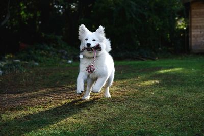 Portrait of dog